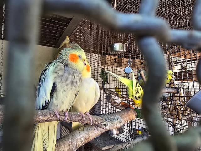 Vogelhaus an der Seewiese/Privat - Image 2
