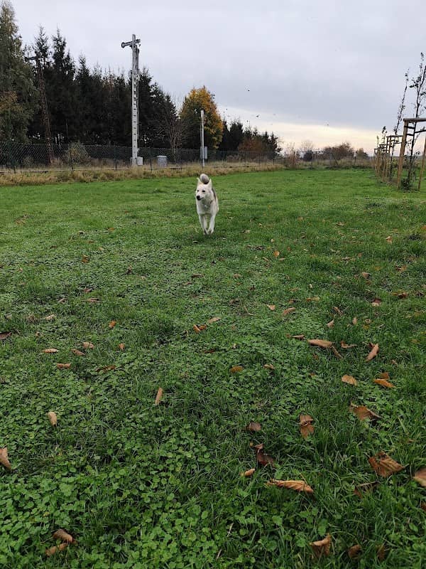 Wybieg dla psów - Image 1