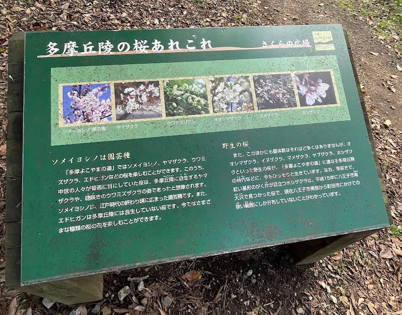 よこやまの道 さくらの広場 - Image 2