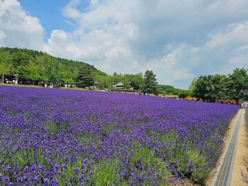Spring Field - Image 1