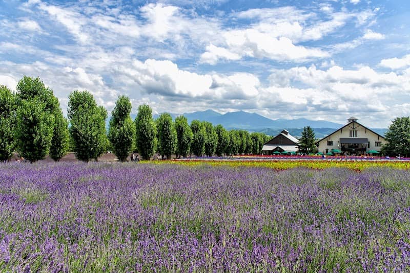 Spring Field - Image 3