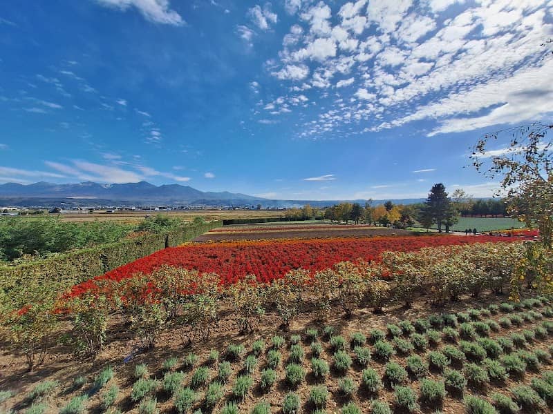 Spring Field - Image 2