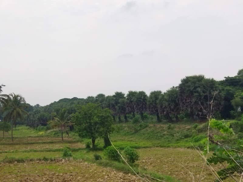 Palm Viewpoint Kannadi - Image 1