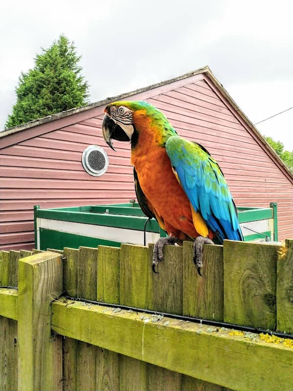 Tropical Birdland - Image 1