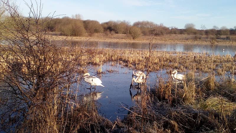 Greenhead Moss Perchy Walk - Image 1