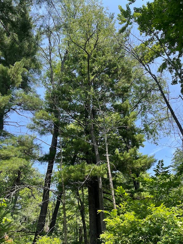 The Pine Hollow Arboretum - Image 2