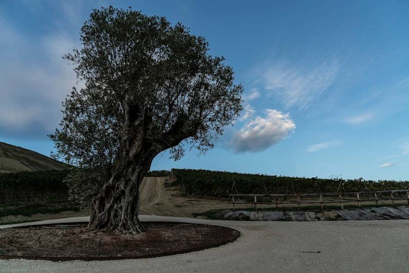 Olivo Monumentale - Image 1