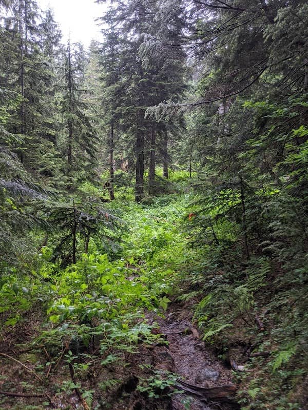 Coliseum Mountain Trail Junction - Image 2