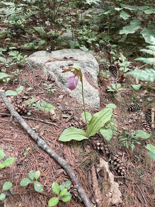 Franklin Town Forest - Image 2