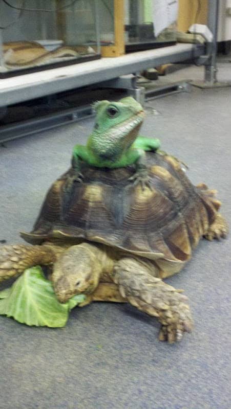 Truman State University Herpetarium - Image 2