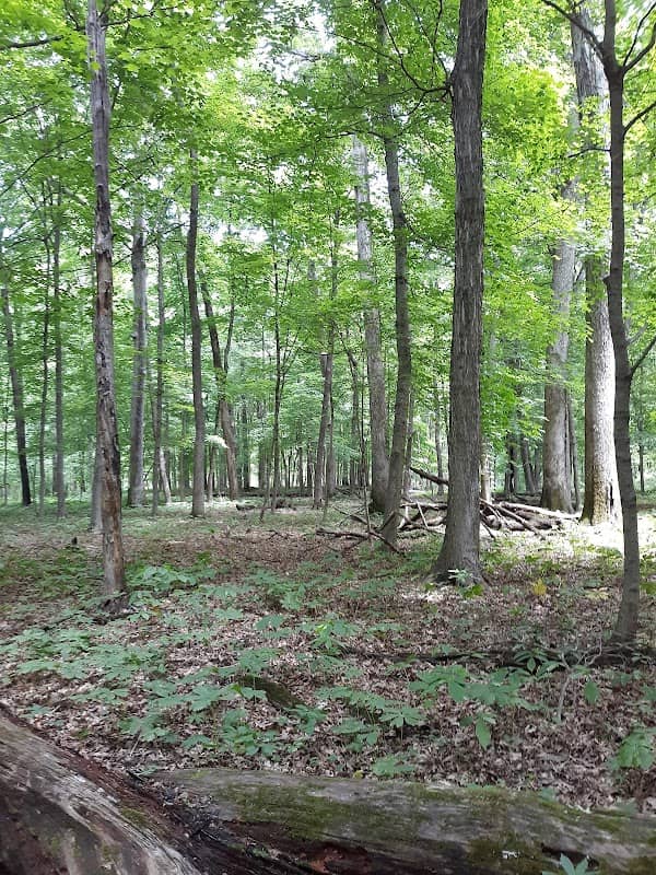 Beall Woods State Park - Image 2