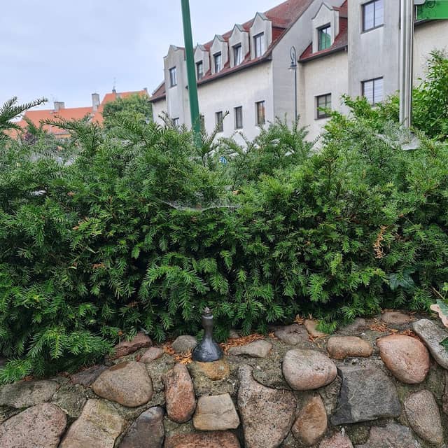 Bachusik Wiertikus Mocarny (Renowacja!) - Image 1