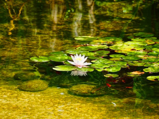 Koi Pond - Image 1