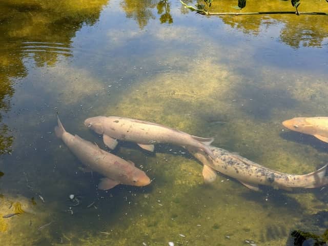 Koi Pond - Image 2