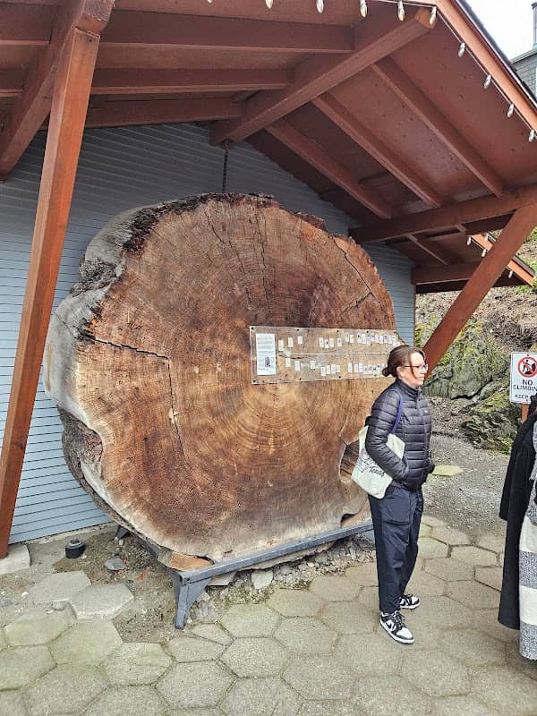 The Old Fir Log - Image 1