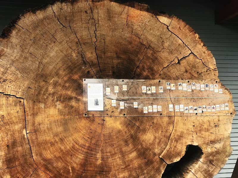 The Old Fir Log - Image 2