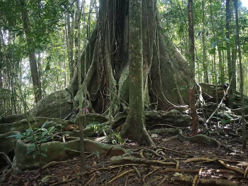 Sai Yai - Big Chai Tree - Image 1
