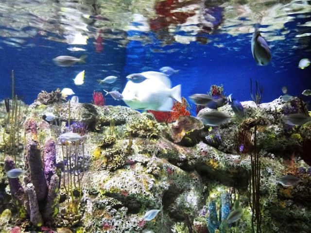 North Carolina Aquarium at Fort Fisher - Image 1