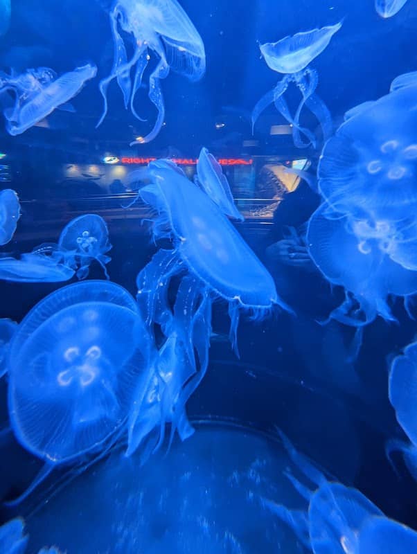 North Carolina Aquarium at Fort Fisher - Image 2