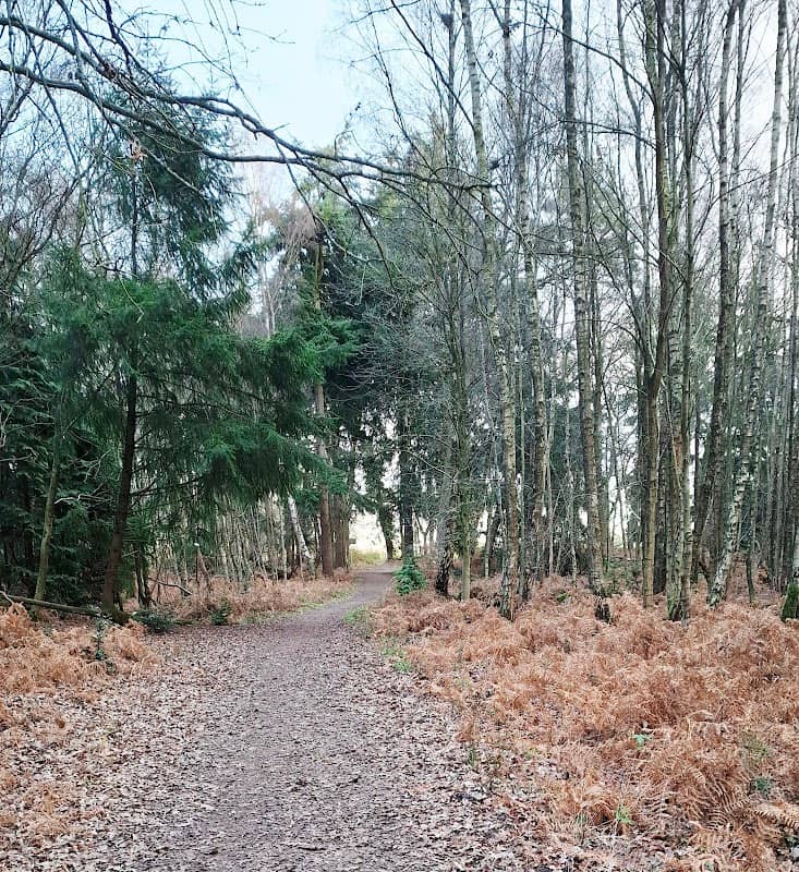 Horsford Public Pits. Dog Lane Plantation - Image 2