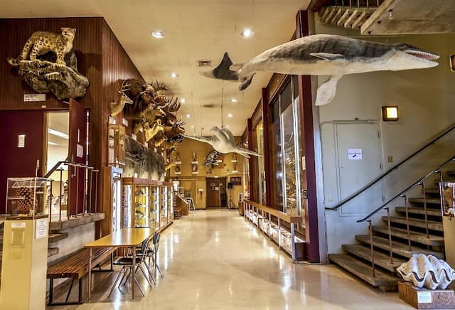 Sierra College Natural History Museum - SCNHM - Image 3
