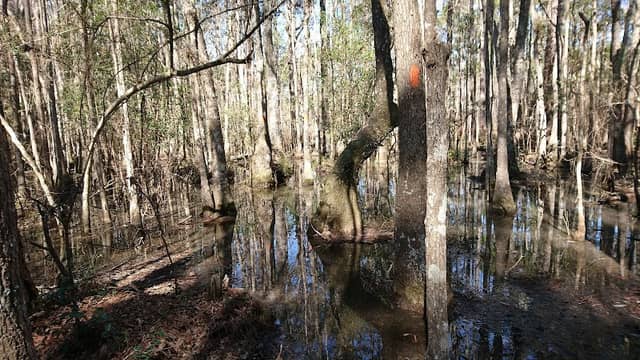 Florida Trail Savannah Trailhead - Image 1