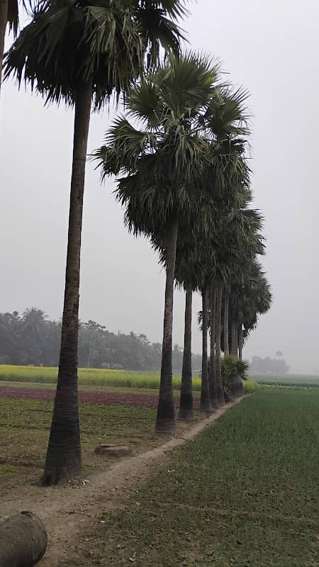 বর্তির বিল তেমাথা - Image 1