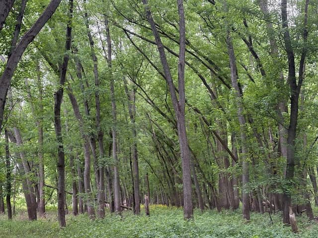 Ludwig Passage Preserve - Image 2