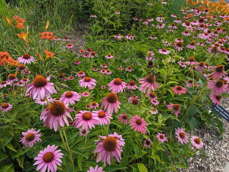 University of Minnesota Landscape Arboretum - Image 2