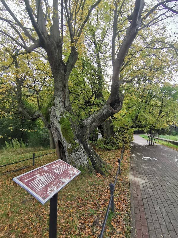 450-year old linden tree - Image 2