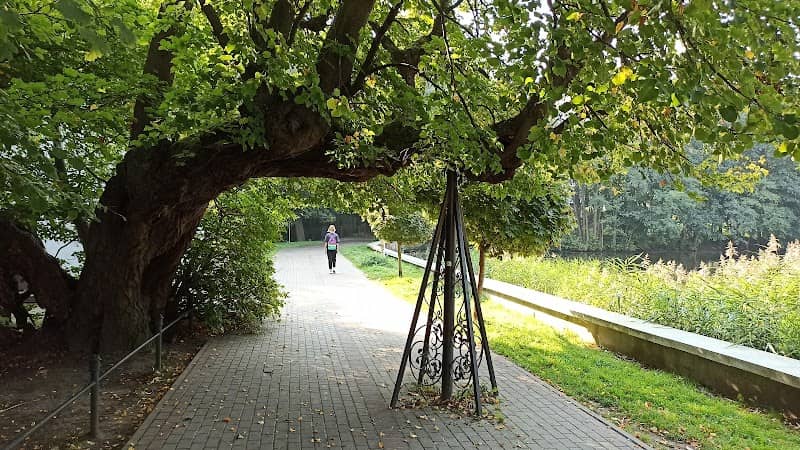 450-year old linden tree - Image 1