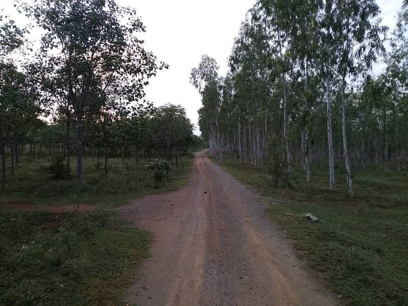 Turkayamjal Reserve Forest - Image 1