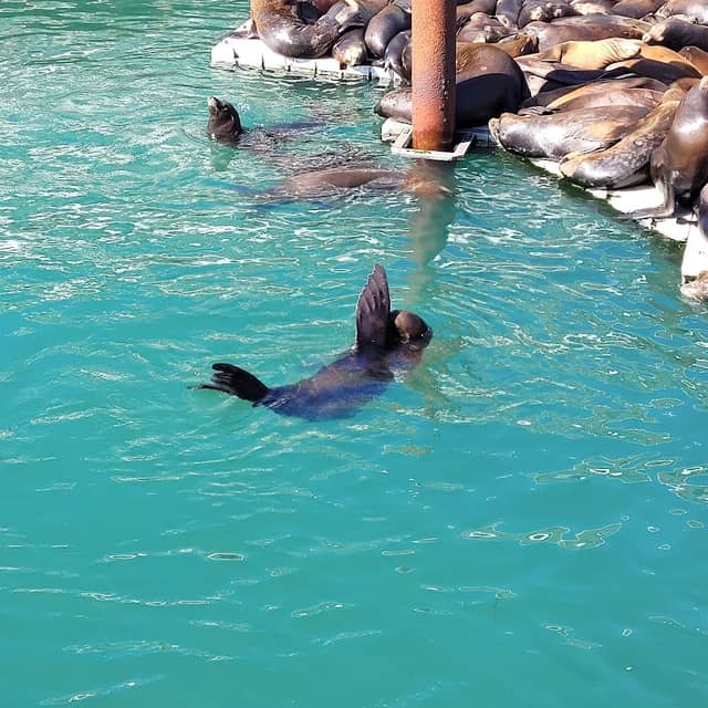 Sea Lion Docks - Image 3