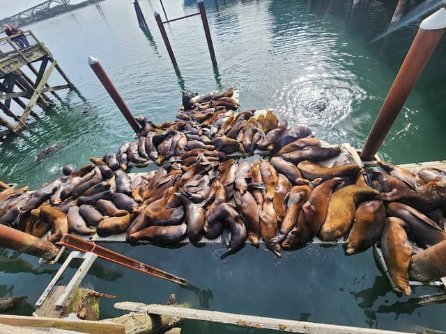Sea Lion Docks - Image 1