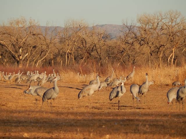 Ladd S Gordon Waterfowl Complex - Image 2