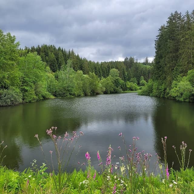 Oberer Spiegeltaler Teich - Image 1