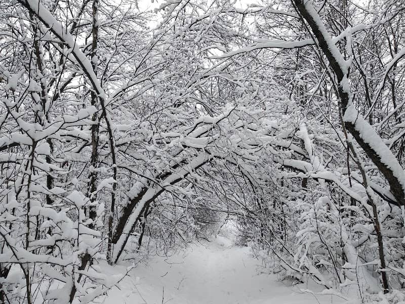 Botanicheskiy Sad - Image 1