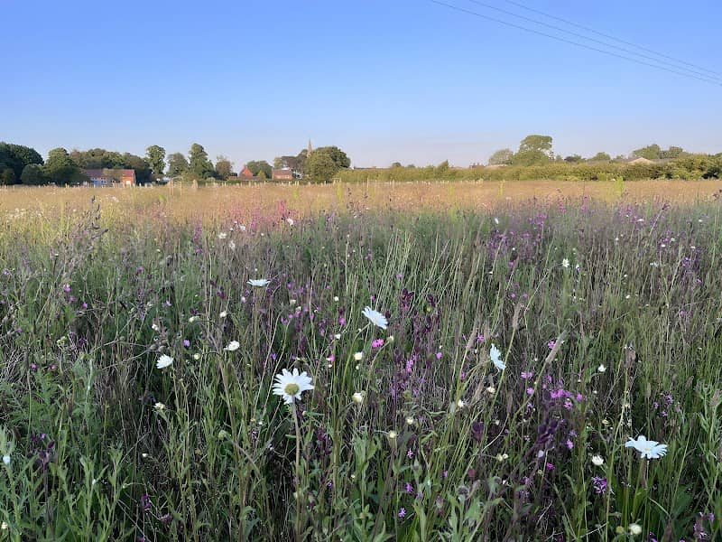 Shipton Wildflower Woods - Image 1