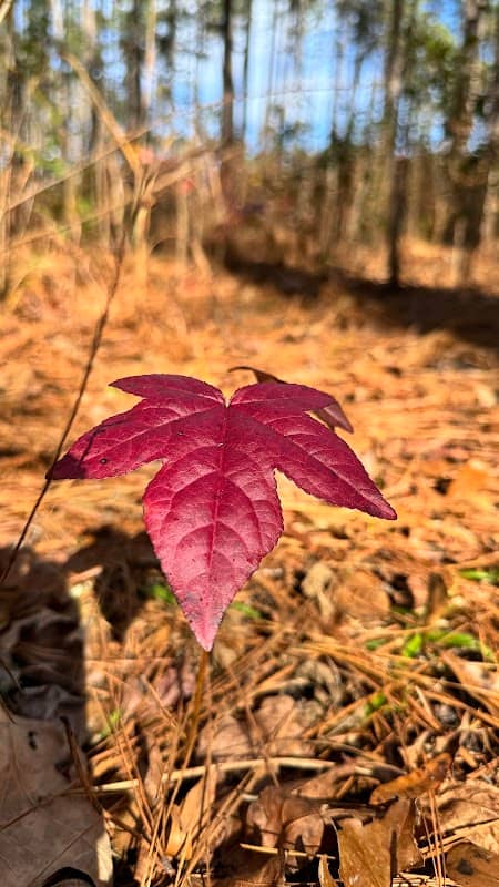 Firefly Trail - Image 1