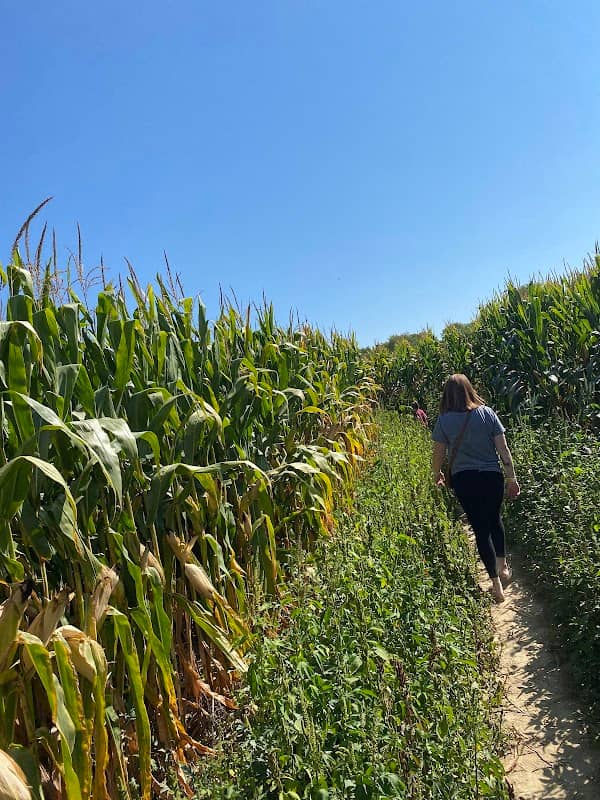 Young’s Corn Maze - Image 1