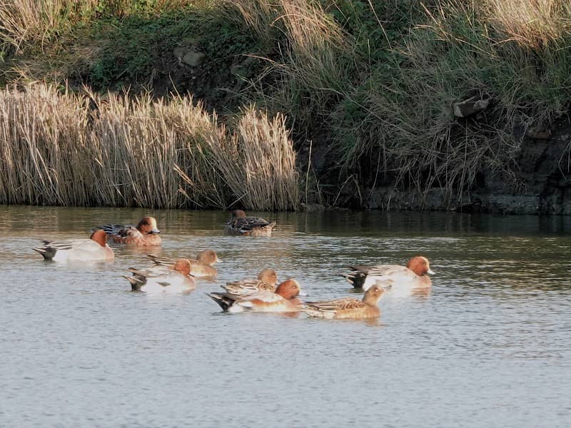 Natuurontwikkelingsgebied Koudenhoek - Image 1