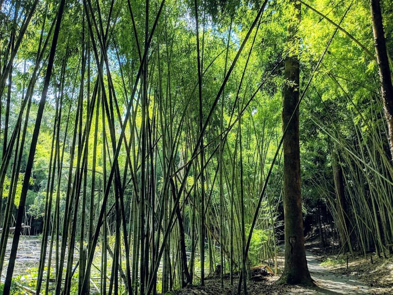 Wilderness Park/Bamboo Forest - Image 1