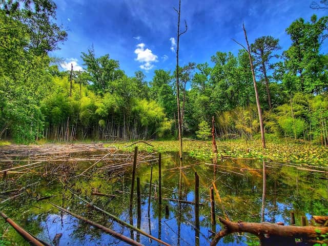 Wilderness Park/Bamboo Forest - Image 3