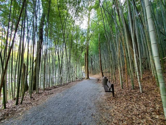 Wilderness Park/Bamboo Forest - Image 1