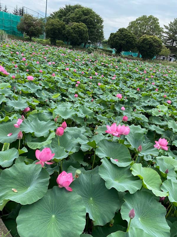 伊与久沼 - Image 1