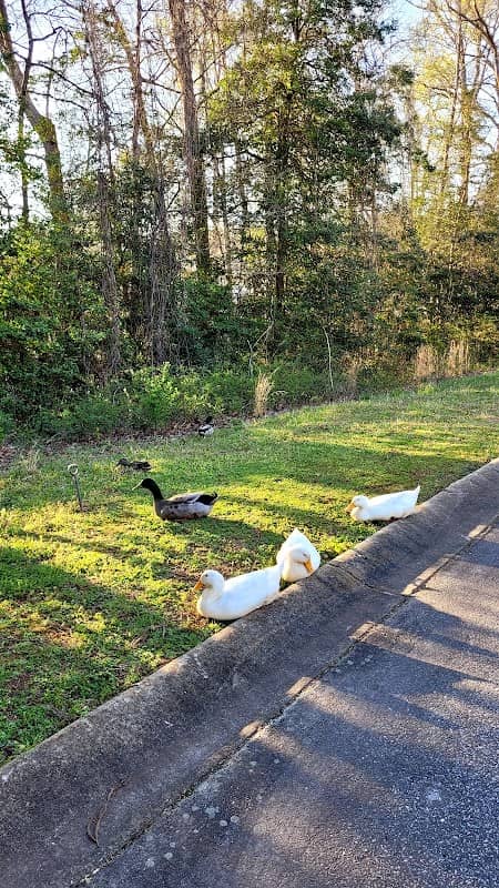 Riverdale pond - Image 1