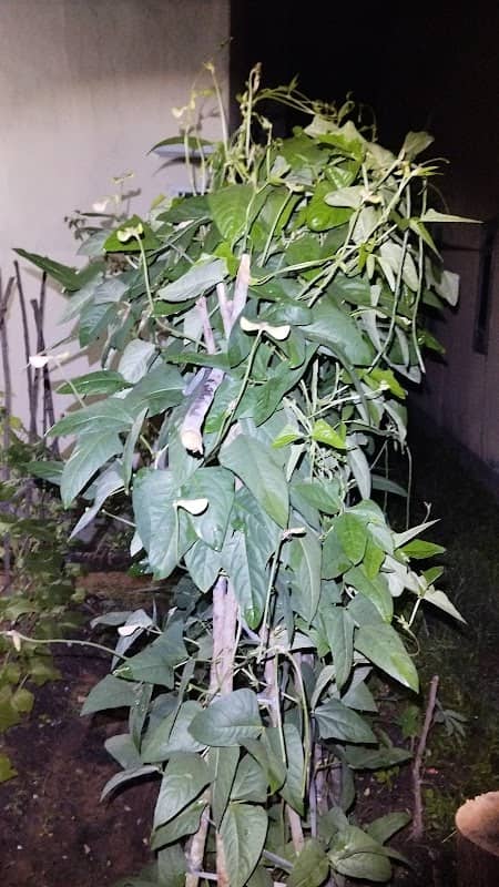 Kebun Bang Zul - Image 1