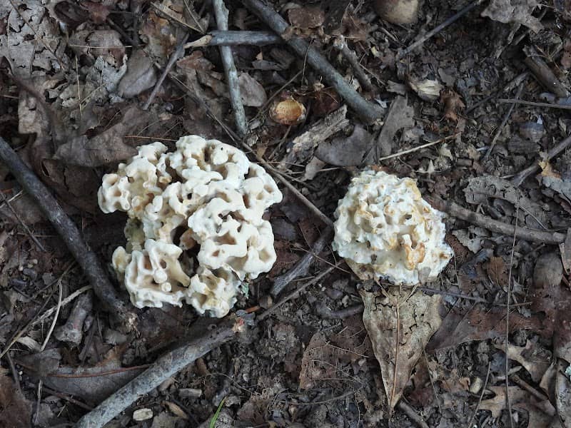 POST OAK TRAIL - Image 2