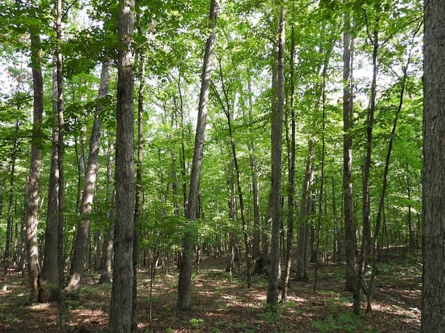 POST OAK TRAIL - Image 1