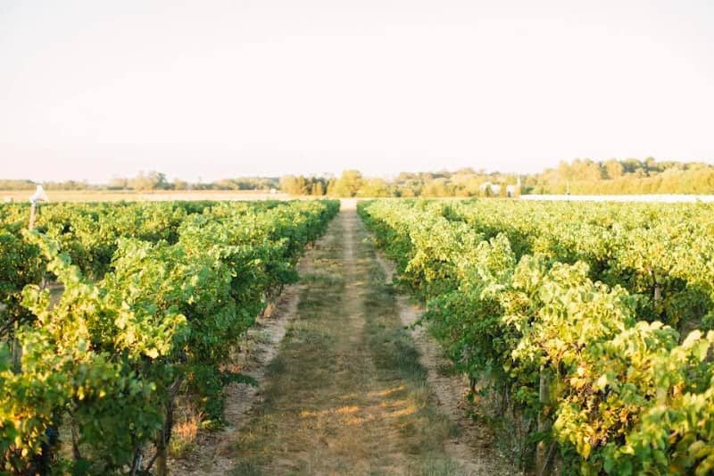 Tomasello Winery - Image 1
